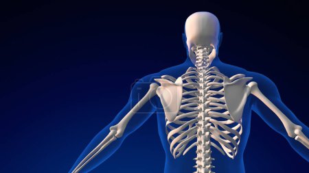 Menschlicher Schädel Anatomie medizinischer Hintergrund