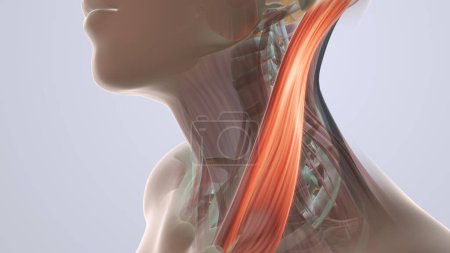 Photo for Anatomy of Neck Muscle Pain - Royalty Free Image
