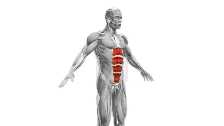Foto de Anatomía de los músculos abdominales - Imagen libre de derechos