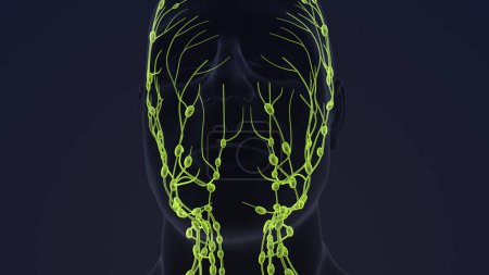 Photo for Human lymphatic system 3d animation - Royalty Free Image