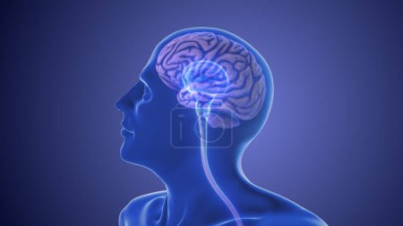 Téléchargez les photos : Anatomie du cerveau humain - en image libre de droit