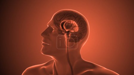 Téléchargez les photos : Anatomie du cerveau humain concept médical - en image libre de droit