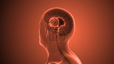 Téléchargez les photos : Anatomie du cerveau humain concept médical - en image libre de droit