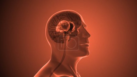 Photo for Human brain anatomy medical concept - Royalty Free Image