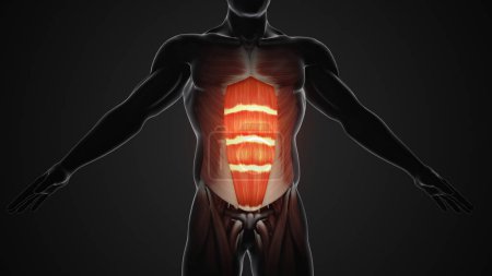 Téléchargez les photos : Douleur et blessure dans les muscles abdominaux - en image libre de droit