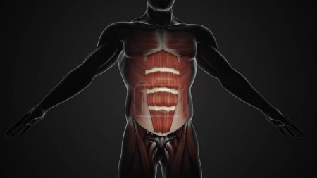Téléchargez les photos : Douleur et blessure dans les muscles abdominaux - en image libre de droit