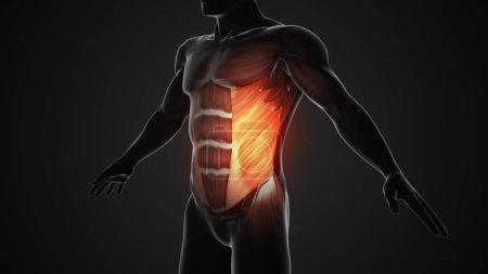 Téléchargez les photos : Douleurs et blessures dans les muscles ombilicaux externes - en image libre de droit