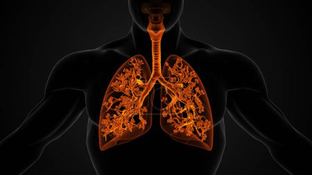 Foto de Estructura anatómica de los pulmones y del sistema respiratorio - Imagen libre de derechos