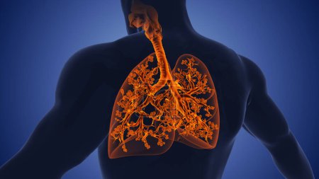 Foto de Sistema respiratorio y estructura anatómica pulmonar - Imagen libre de derechos