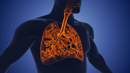 Foto de Sistema respiratorio y estructura anatómica pulmonar - Imagen libre de derechos