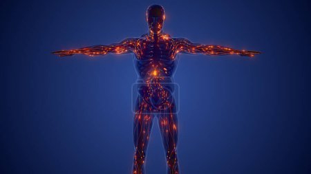 Photo for Lymphatic system Anatomy and Physiology - Royalty Free Image