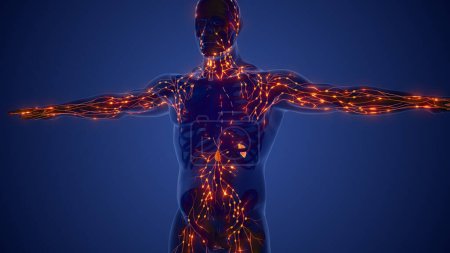 Téléchargez les photos : Anatomie du système lymphatique - en image libre de droit