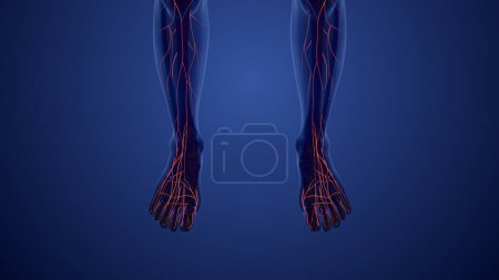 Téléchargez les photos : Structure du système lymphatique chez l'homme - en image libre de droit