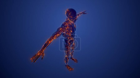 Téléchargez les photos : Structure du système lymphatique - en image libre de droit