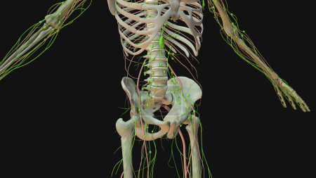 Téléchargez les photos : Animation de l'anatomie du système lymphatique humain - en image libre de droit