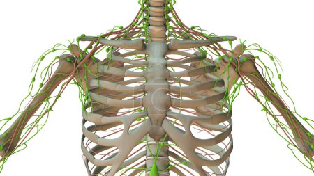 Téléchargez les photos : Anatomie du système lymphatique humain - en image libre de droit