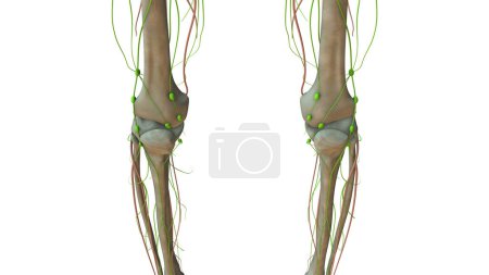 Téléchargez les photos : Anatomie du système lymphatique humain - en image libre de droit