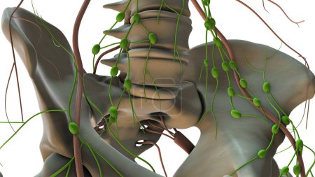 Téléchargez les photos : Le système lymphatique dans le corps humain - en image libre de droit
