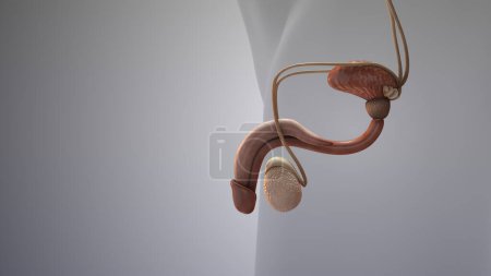 Photo for Medical animation of the male reproductive system - Royalty Free Image