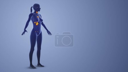 Photo for Female Endocrine System medical concept - Royalty Free Image