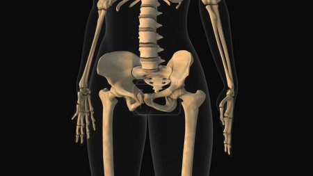 Téléchargez les photos : Animation médicale de la douleur osseuse de la hanche - en image libre de droit