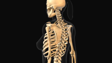 Photo for Medical animation of the scapula bone pain - Royalty Free Image