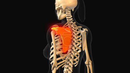 Photo for Medical animation of the scapula bone pain - Royalty Free Image