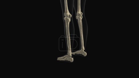 Foto de Animación médica del peroné tibia dolor óseo - Imagen libre de derechos