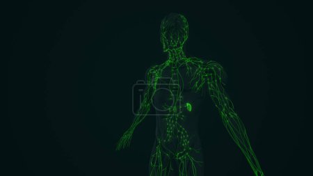 Téléchargez les photos : Anatomie du système lymphatique chez l'homme - en image libre de droit
