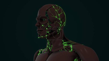 Téléchargez les photos : Un aperçu de l'anatomie du système lymphatique humain - en image libre de droit