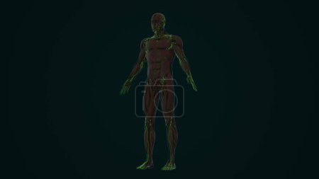 Téléchargez les photos : Une anatomie du système lymphatique humain - en image libre de droit
