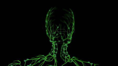 Téléchargez les photos : Animation de l'anatomie du système lymphatique humain - en image libre de droit