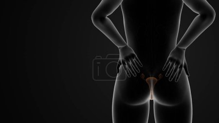 Téléchargez les photos : Douleurs dorsales pendant le cycle menstruel ou la dysménorrhée - en image libre de droit