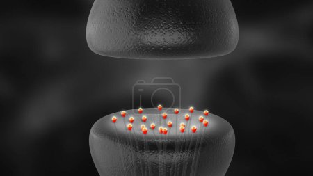 Foto de Transmisión sináptica entre células nerviosas - Imagen libre de derechos