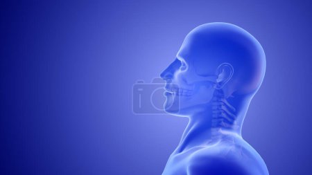 Photo for Whiplash mechanism in cervical spine or neck injuries - Royalty Free Image