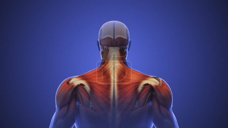 Photo for Cervicalgia or neck muscle pain - Royalty Free Image