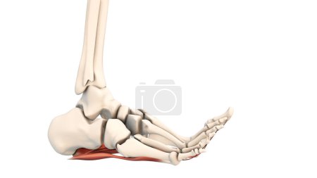 Photo for The medical animation of plantar fascia dysfunction - Royalty Free Image