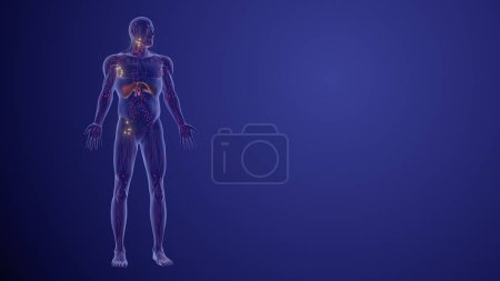 Foto de Estadificación y pronóstico del linfoma animación médica - Imagen libre de derechos