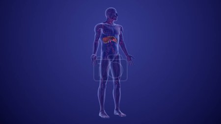 Photo for Prognosis and staging of Lymphoma medical animation - Royalty Free Image