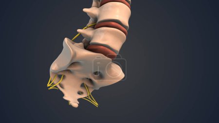 Foto de Coccix y sacro de la columna vertebral humana con nervio - Imagen libre de derechos