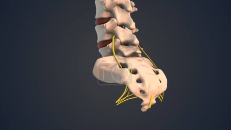 Foto de Sacro y cóccix en la columna vertebral humana con nervio - Imagen libre de derechos