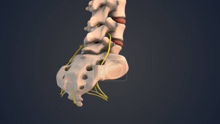 Foto de Sacro y cóccix en la columna vertebral humana con nervio - Imagen libre de derechos