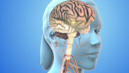 Foto de La señal nerviosa viaja del nervio a la médula espinal al cerebro - Imagen libre de derechos