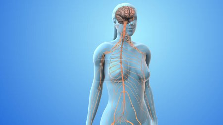 Nerve signal travels from nerve to spinal cord to brain