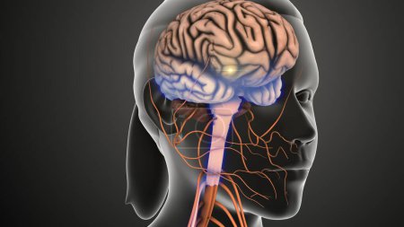Foto de Los nervios envían señales desde la médula espinal al cerebro - Imagen libre de derechos
