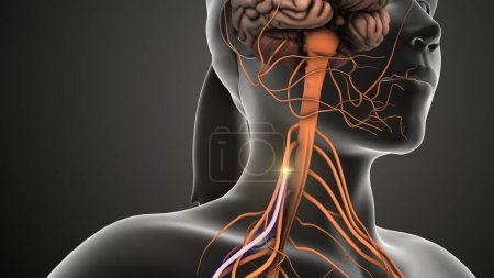 Foto de Los nervios envían señales desde la médula espinal al cerebro - Imagen libre de derechos