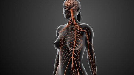 Nerves send signals from the spinal cord to the brain
