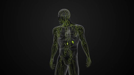 Human lymphatic system medical animation