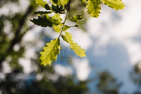 Photo for Green oak leaves illuminated by the sun in a forest of Alava in the Basque Country in spring summer. Concept of environmental protection, earth day. - Royalty Free Image