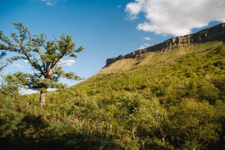Foto de Paisaje verde con vistas al pico Tologorri en un soleado día de primavera con un roble en primer plano. En el Valle de Ayala, Álava, País Vasco. Vida silvestre, protección del medio ambiente y naturaleza - Imagen libre de derechos